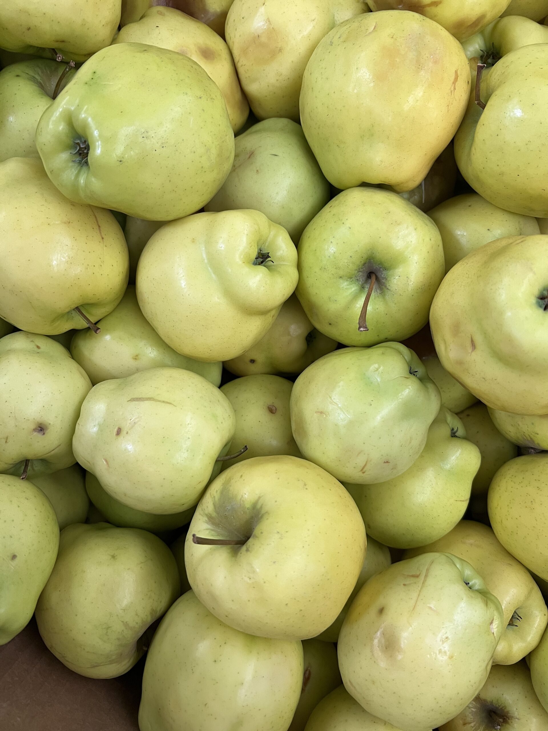 Green pears from Food Bank For NYC