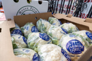 Over a dozen bundles of fresh cabbage from Food Bank For NYC to federal workers.