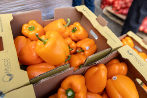 Fresh orange peppers in a cardboard box to be distributed from Food Bank For NYC to federal workers.