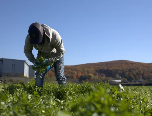Farm to Food Bank: On the Farm